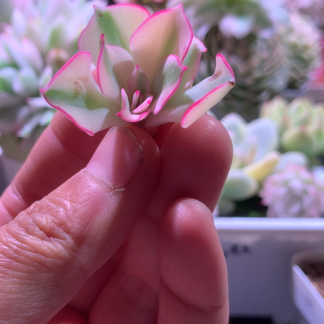 剑斯诺娃白覆轮锦有杆子