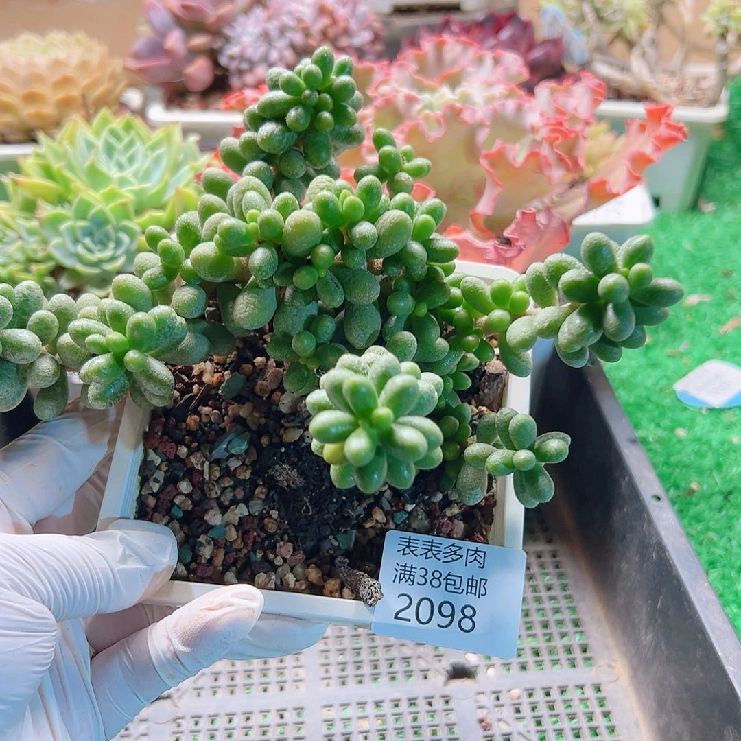 多肉一物一拍植物2098