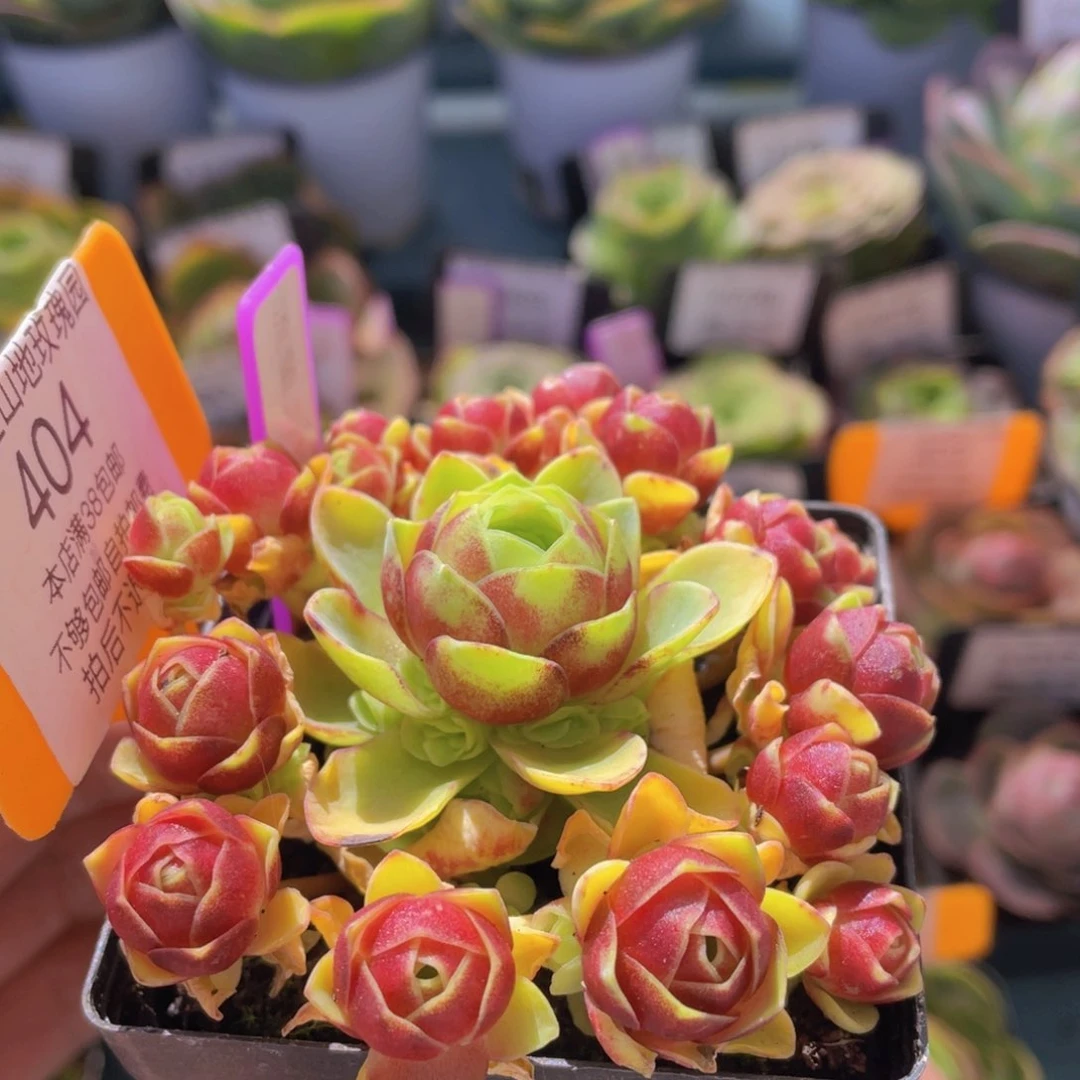 流萤之舞多肉福利404一物一拍