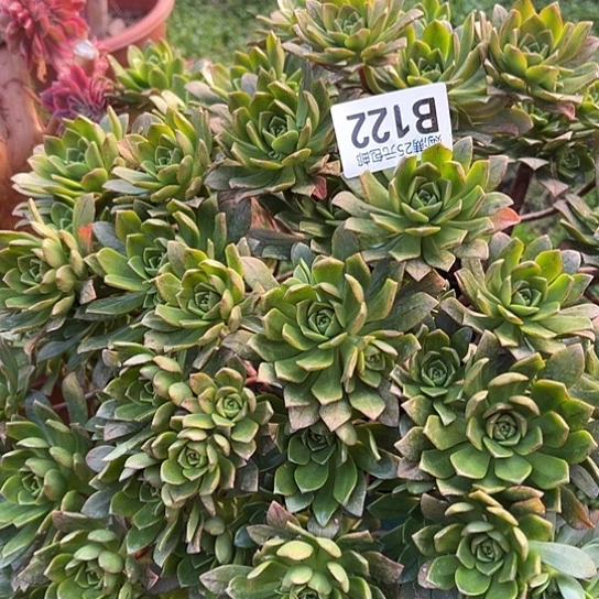 浩*多肉植物一个