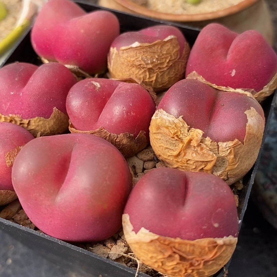 母本红宝石一颗一颗