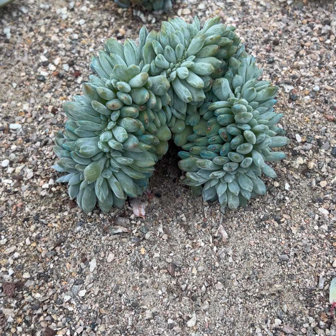 14号实价：158喜欢扣主播改价！