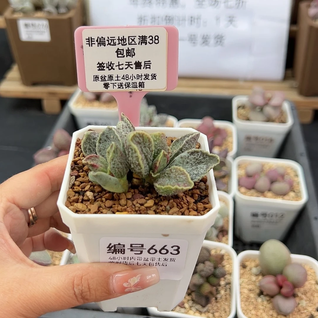 吴****5663草莓多肉植物