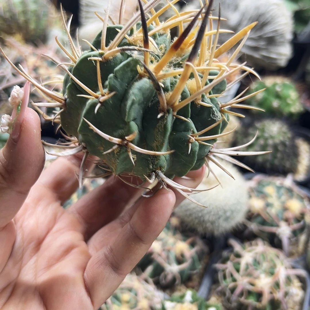 龙剑有根仙人球666666666