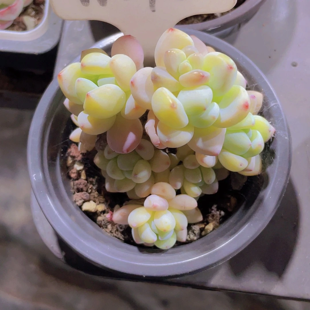 阿**?樱花劳尔w078一物一拍