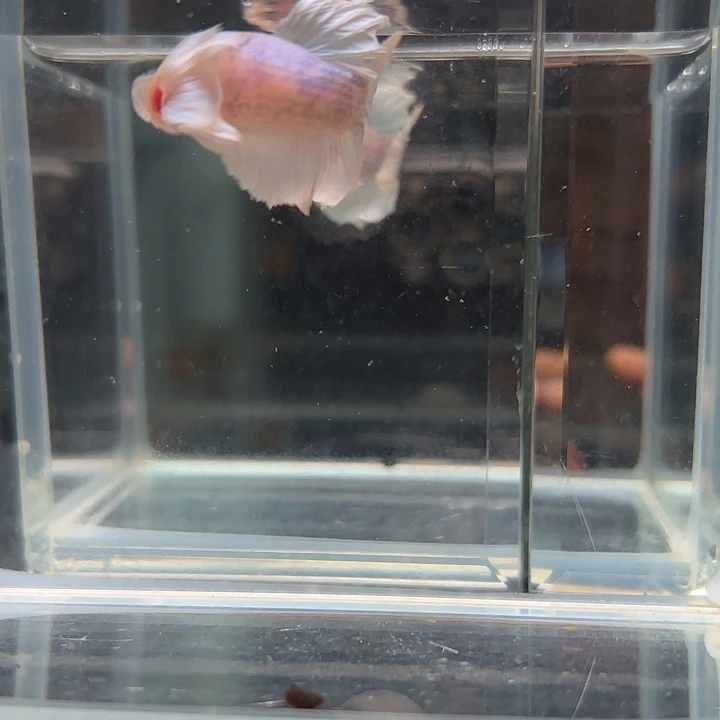 斗鱼一单包邮8日59