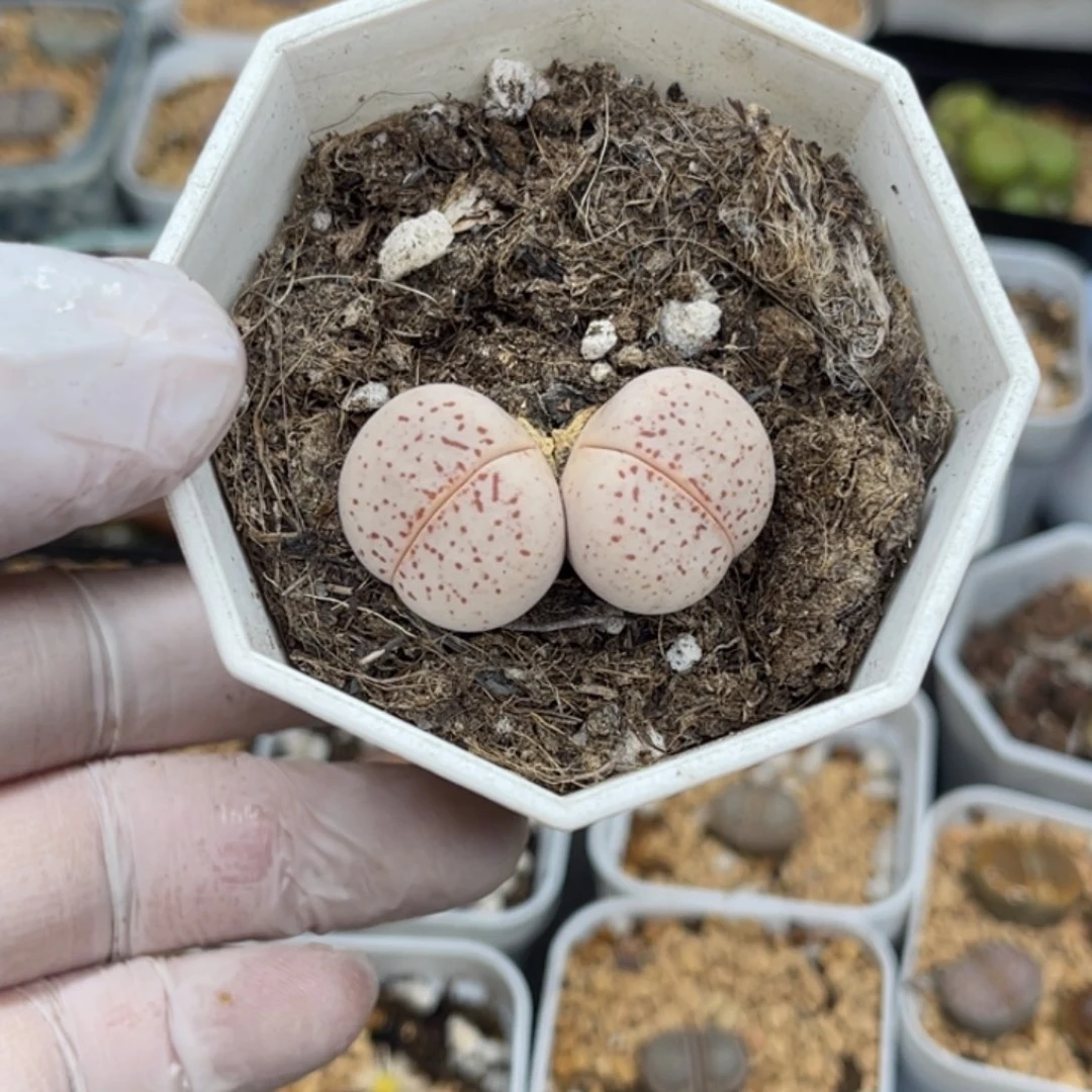 多肉植物一物一拍48