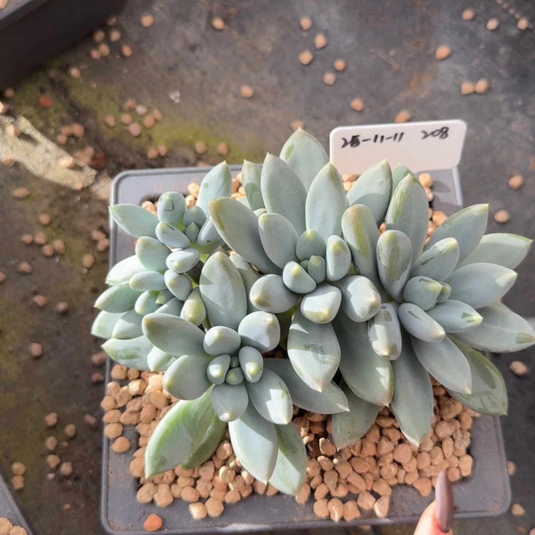 一物一拍双十一场哥特萝莉群208