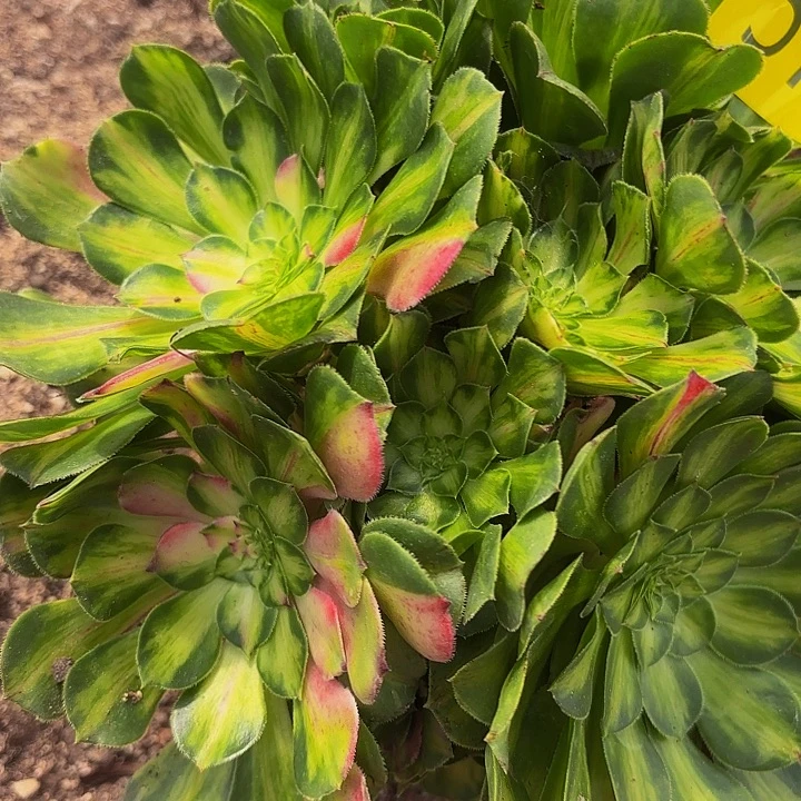 多肉植物福利574个