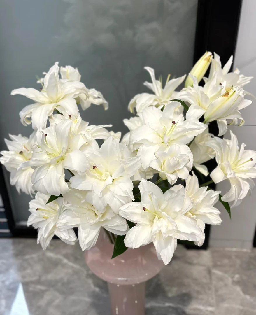 滑雪板重瓣百合三头2支（6朵）     云南基地鲜花  直发  家养水养