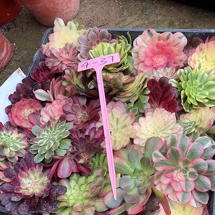 4-37各种砍头苗40颗