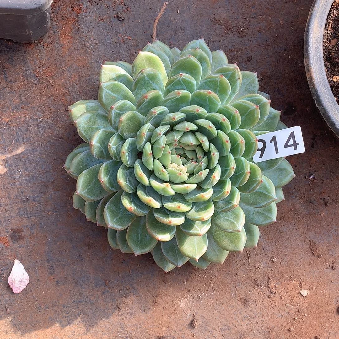 914雪花 一物一拍多肉