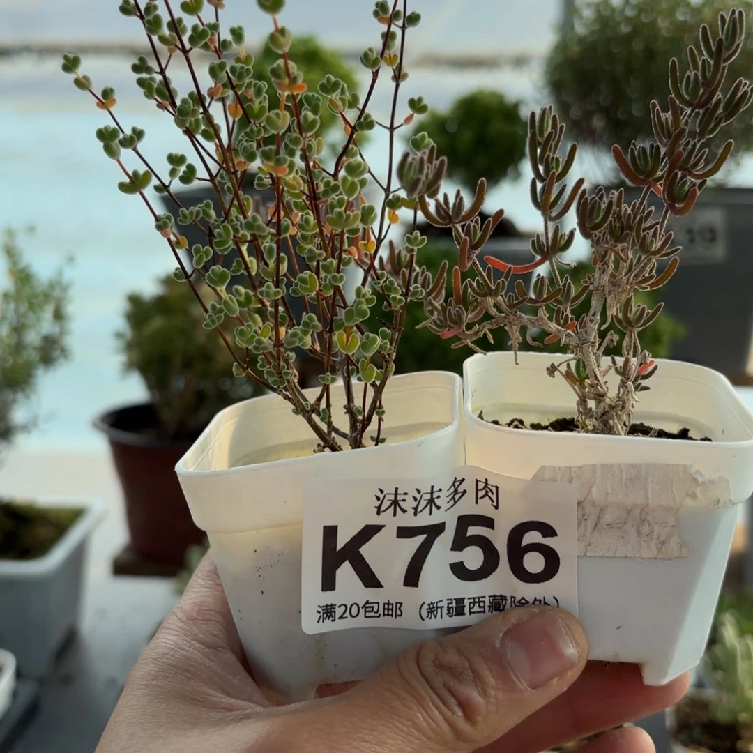 756大莱斯和月光石