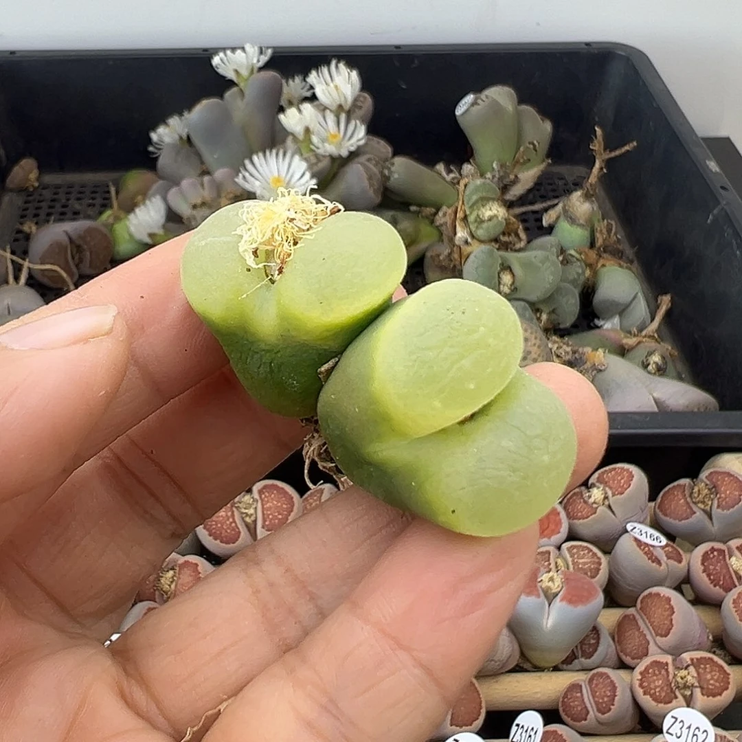 3187清货价格不作参考