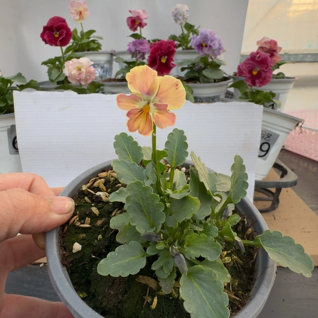 无花朵669号角堇