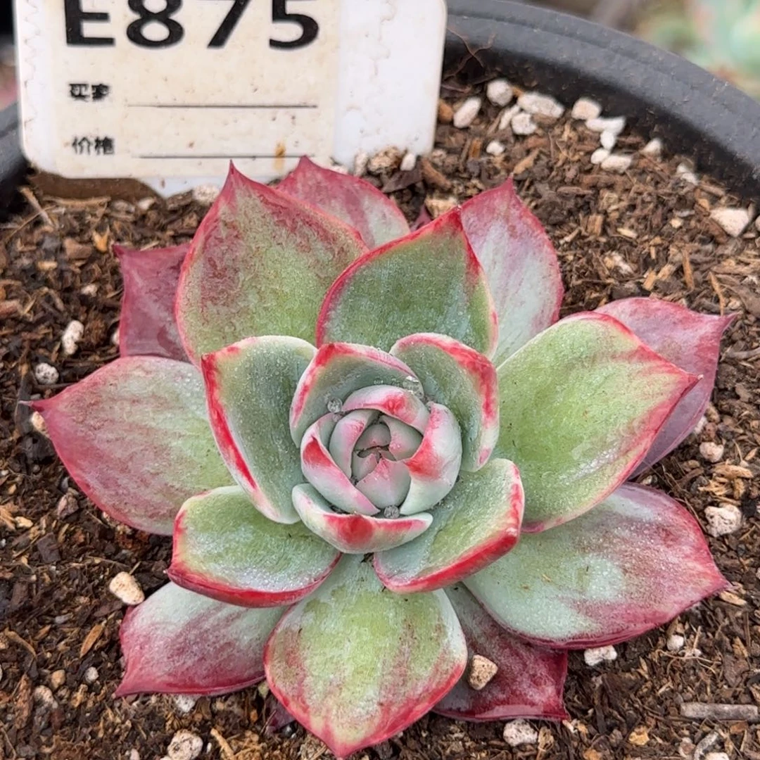 惊鸿一物一拍包装收缩花旱875