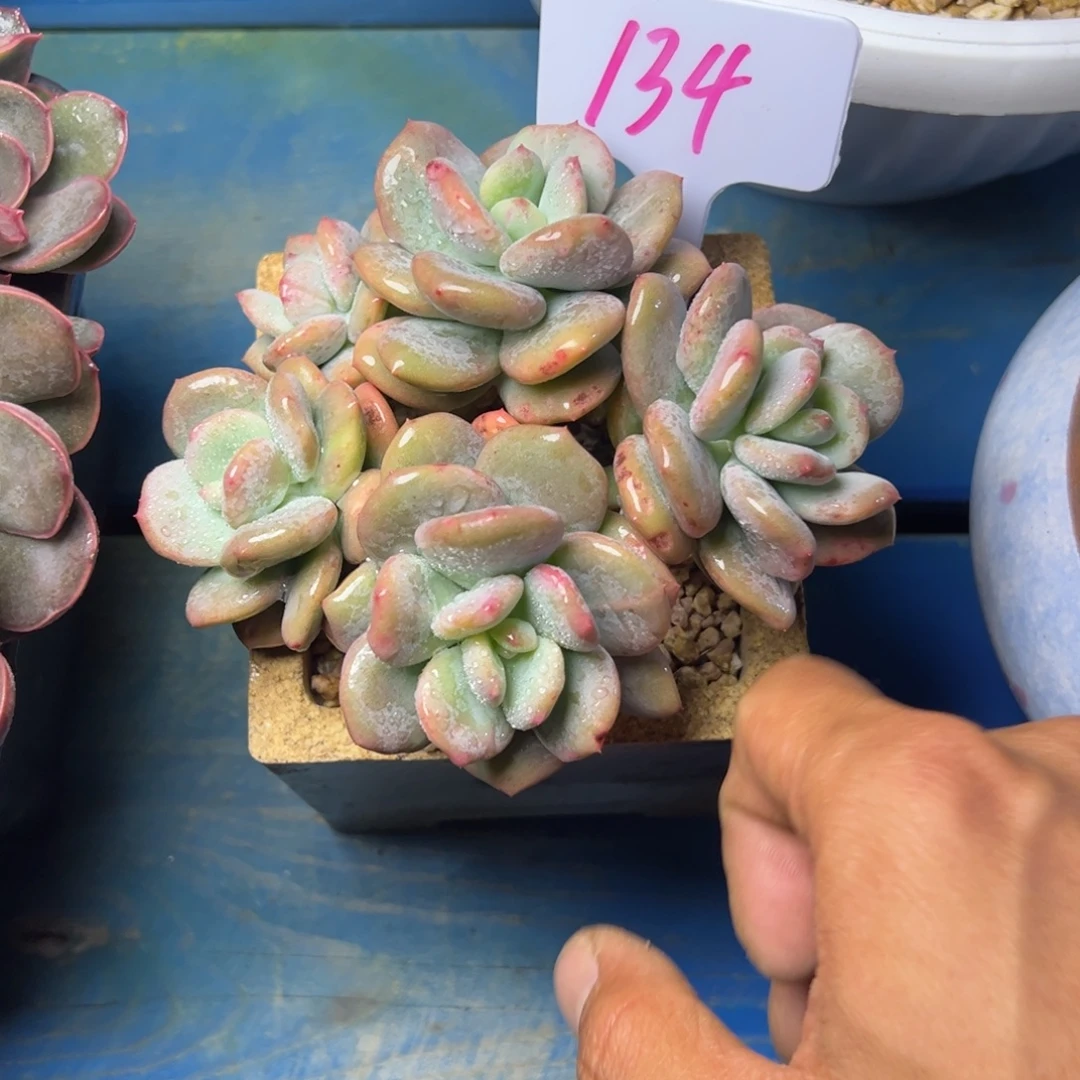 小***乔134号多肉石化锦植物30