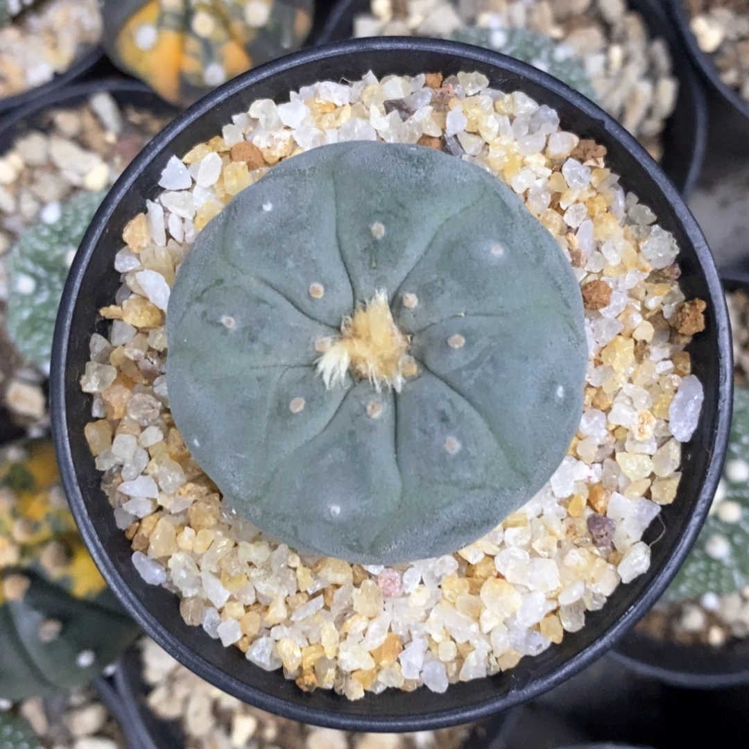 ⁴****꧂仙人球的世界里25