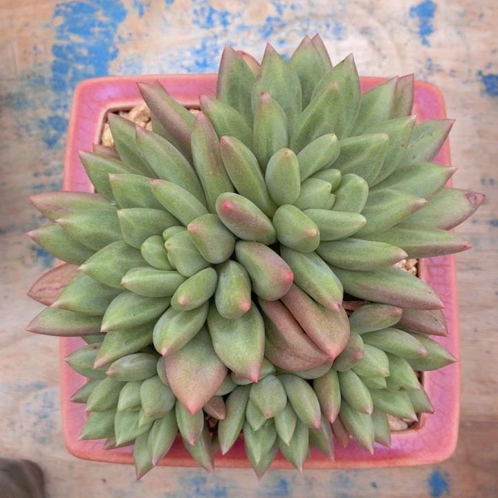 多肉米其林一物一拍