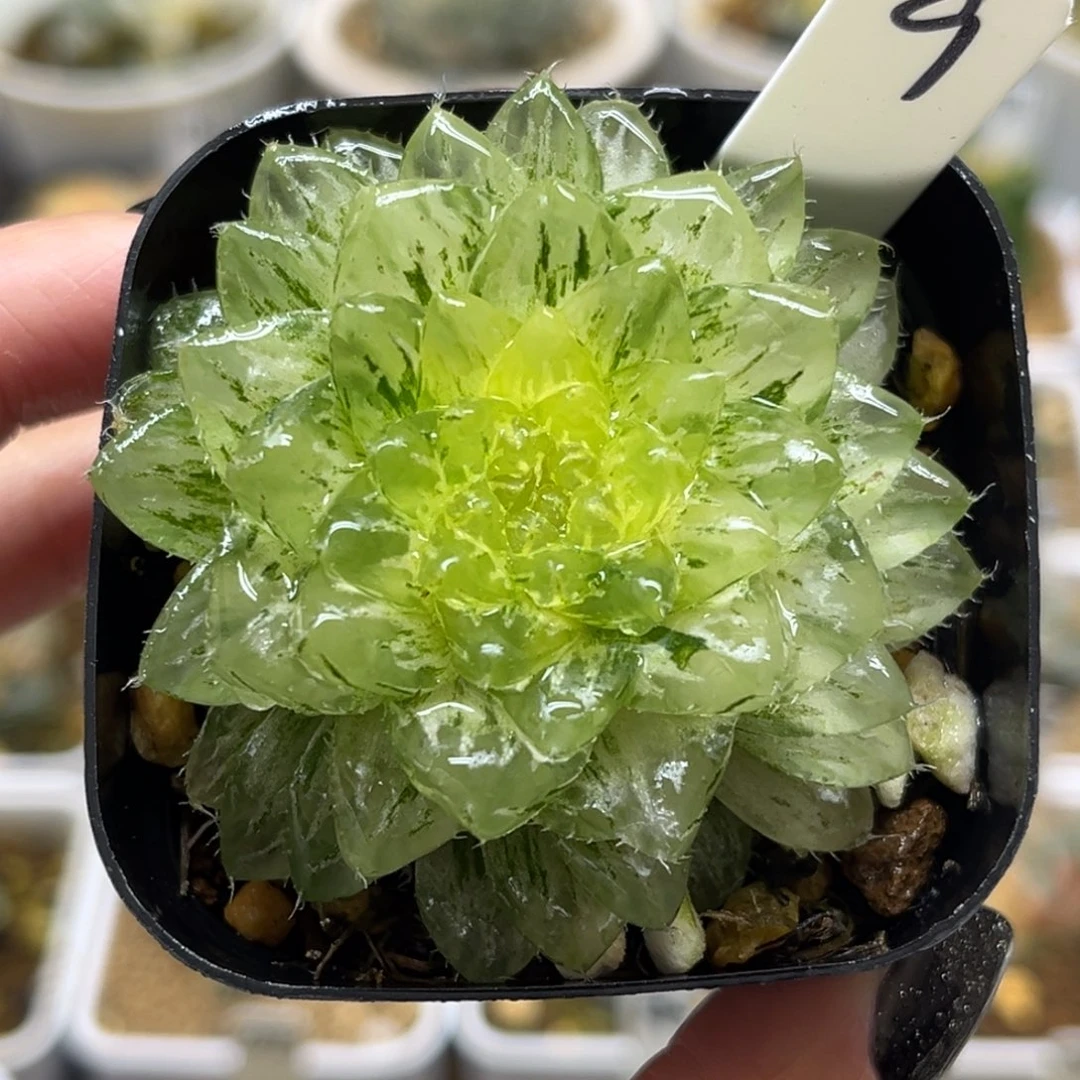 9翠云锦福利专场多肉