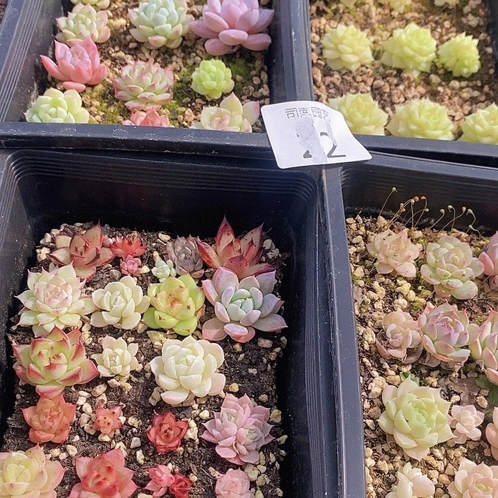 22 多肉植物盆栽花卉