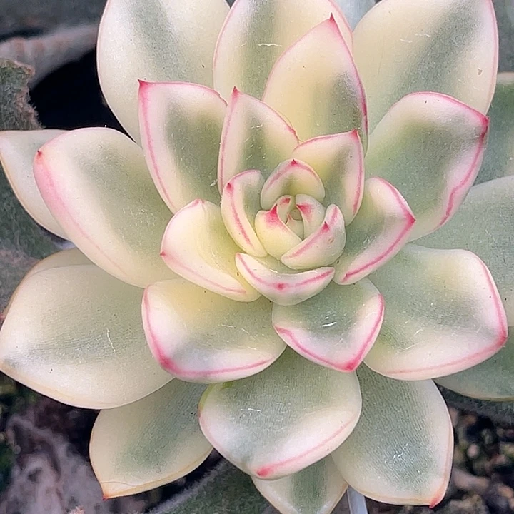 尚品园艺罗德汉娜锦嫁接