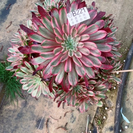 多肉植物仙子221多肉