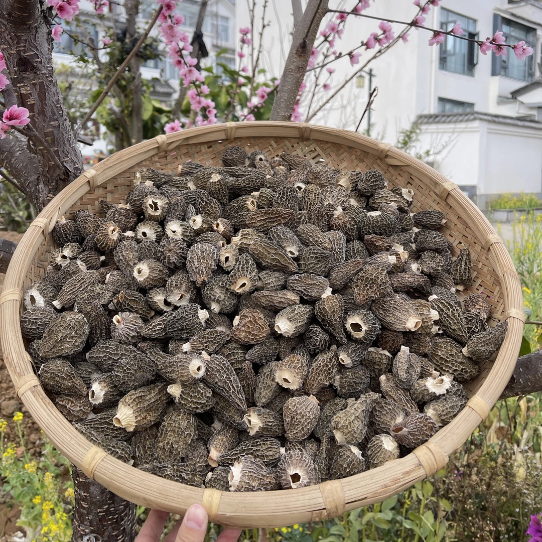 云南土特产 现收山货 草莓羊肚菌