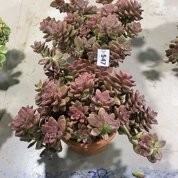 七***斓547姬笼月多肉植物多肉