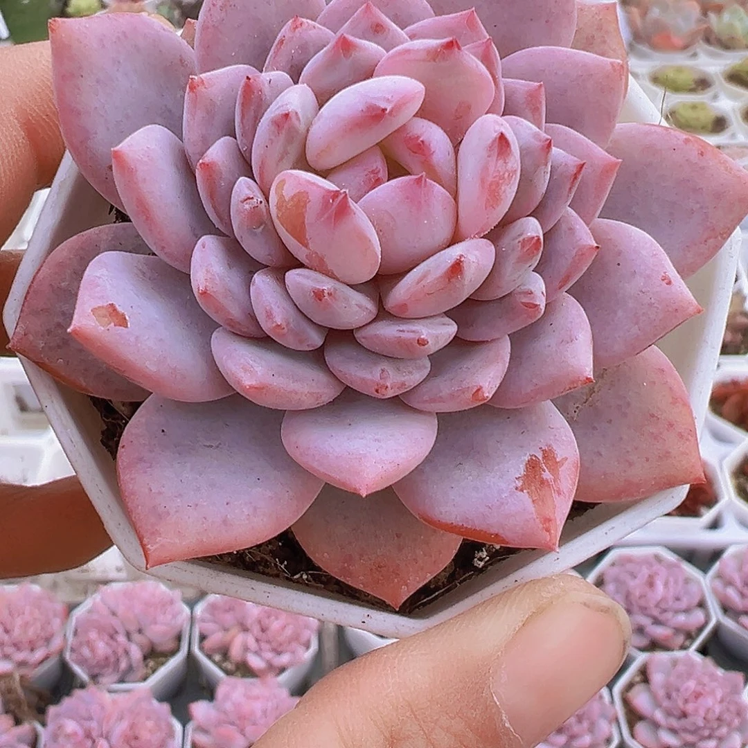 大单头星星橙19包邮多肉可