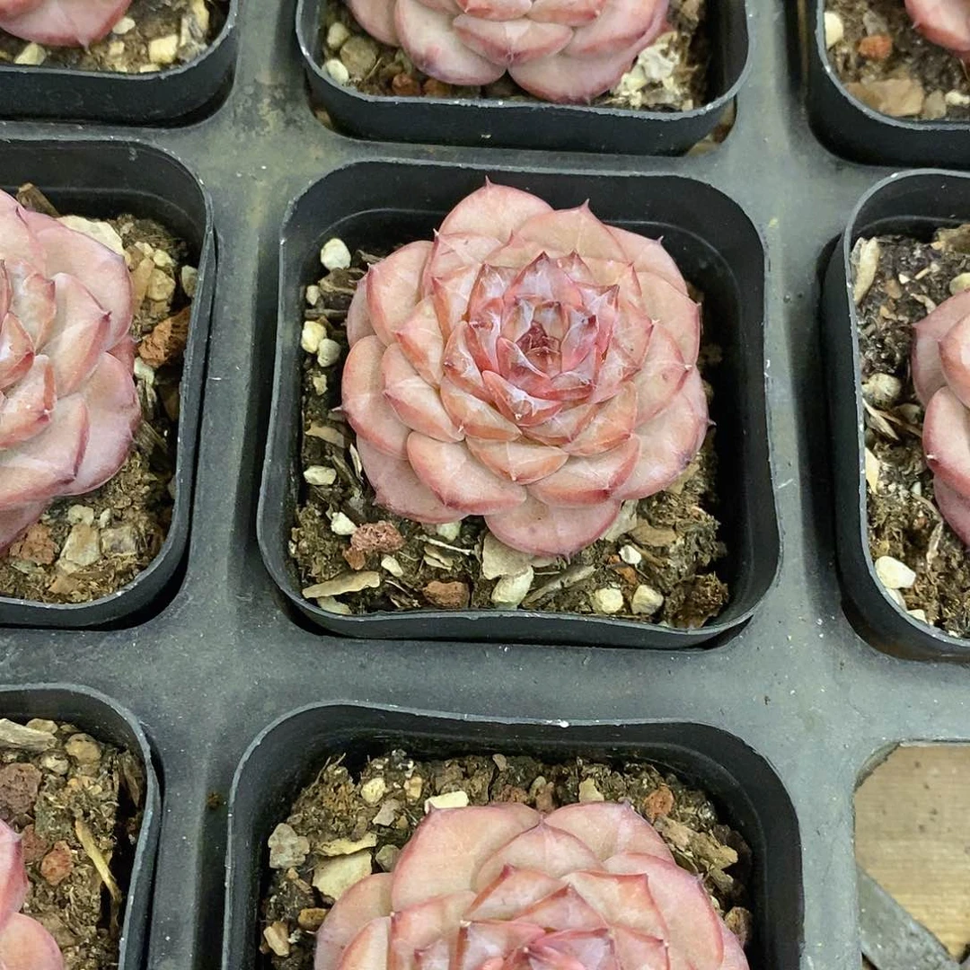 98。钻戒。福利多多