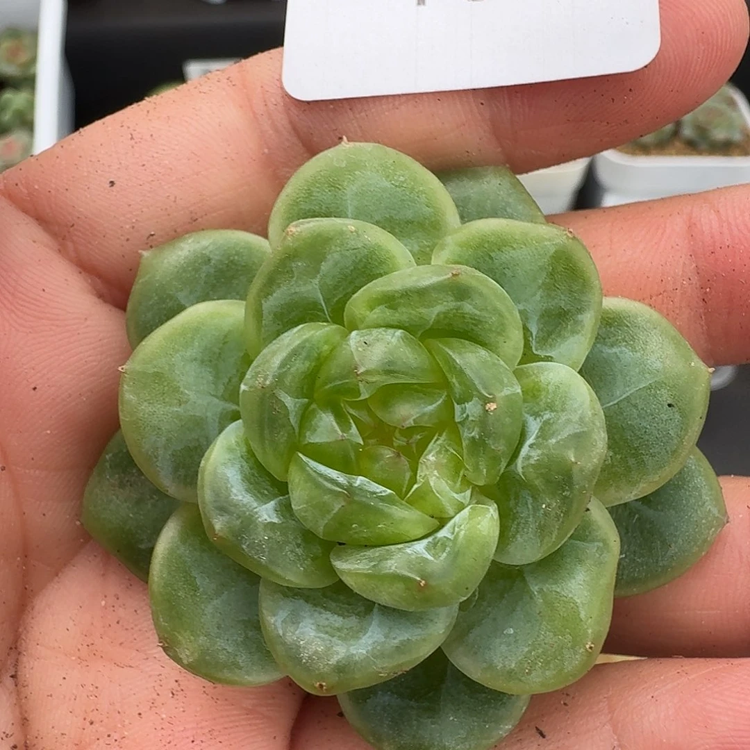 一物一拍一物一拍918-107