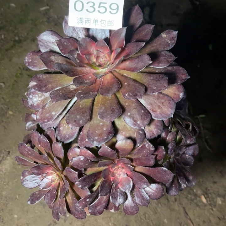 0359烟花的人多肉