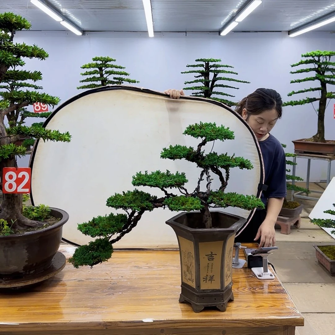 完全开放柏树盆景直播间一物一拍