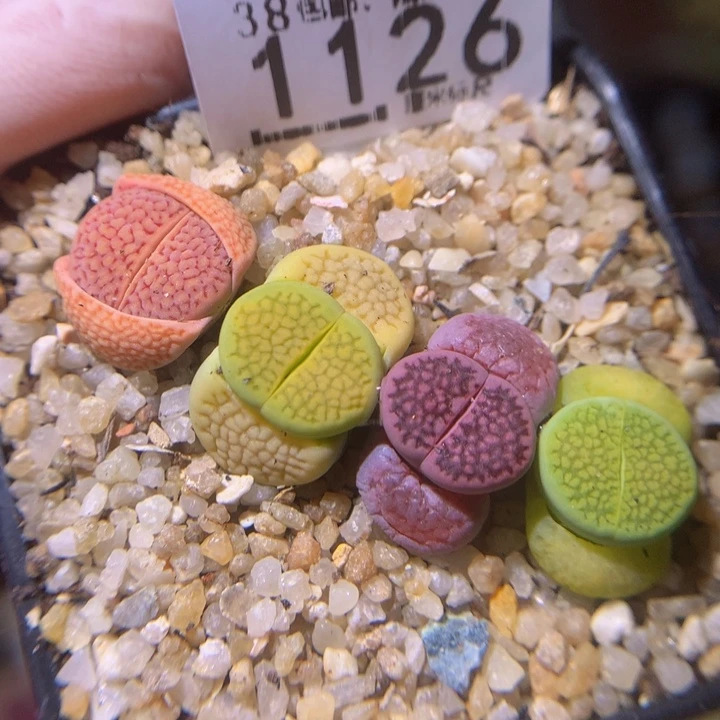 zzz精品生石花1126