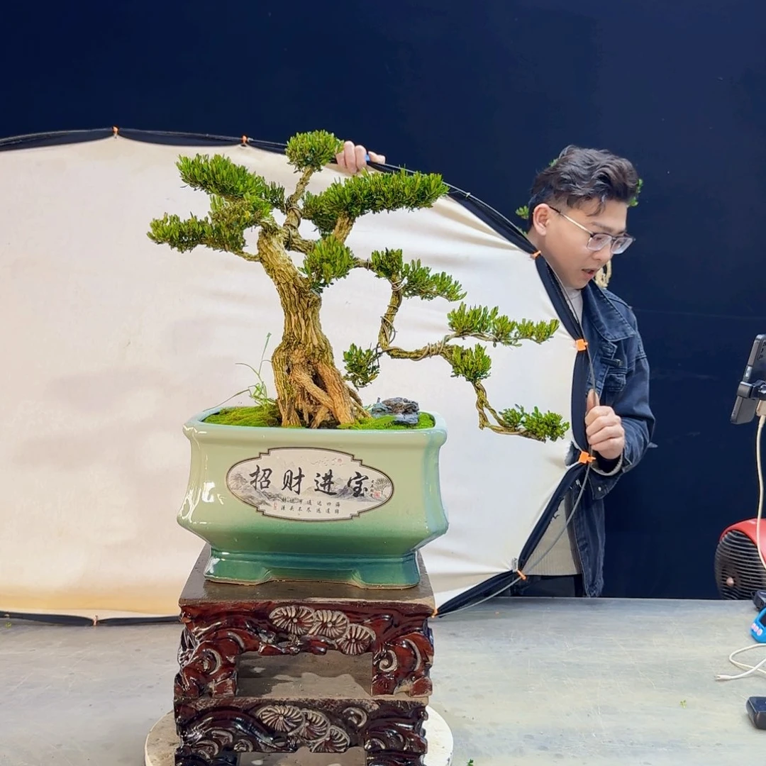 高端皱皮黄杨盆景汉