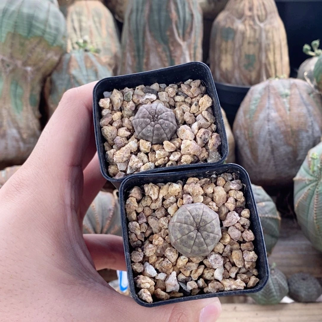 欧系实生布纹球多肉植物打包