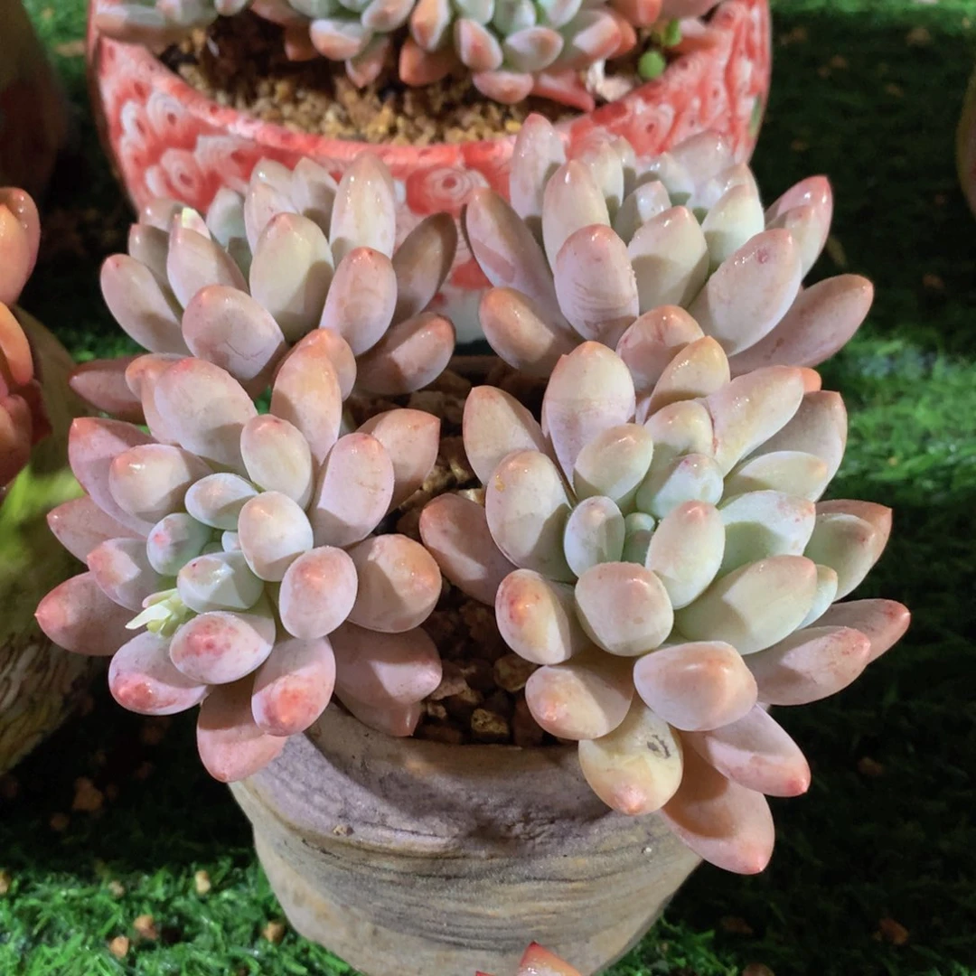 香水手指13 公分一物一拍