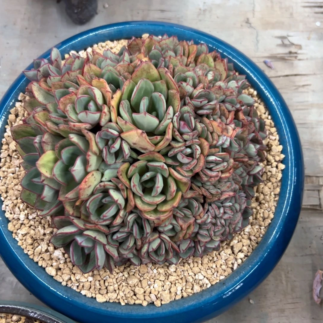 龙骨红丝118 零零多肉植物