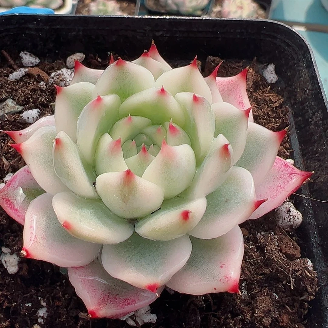 吉娃娃锦，覆轮锦