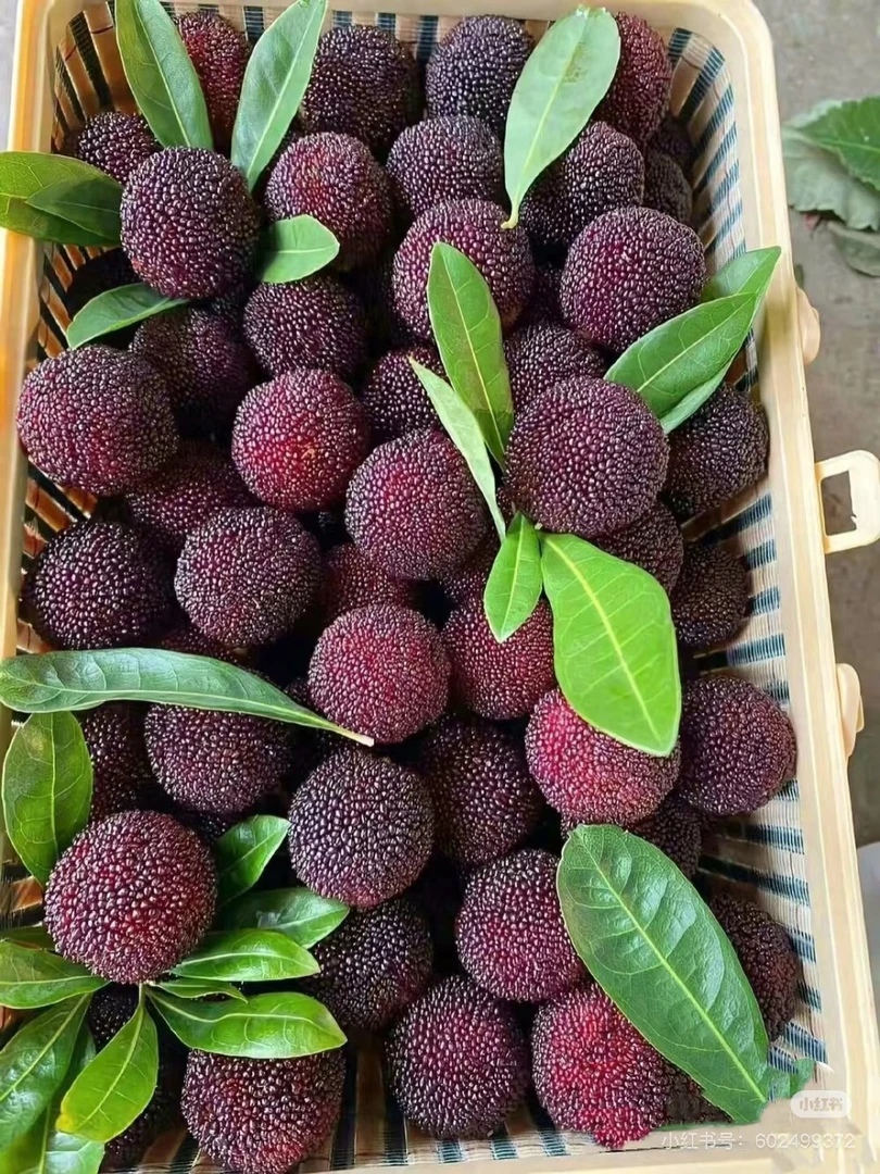 【正宗浙江仙居东魁杨梅9A颗粒】顺丰京东包邮东魁杨梅新鲜采摘应季