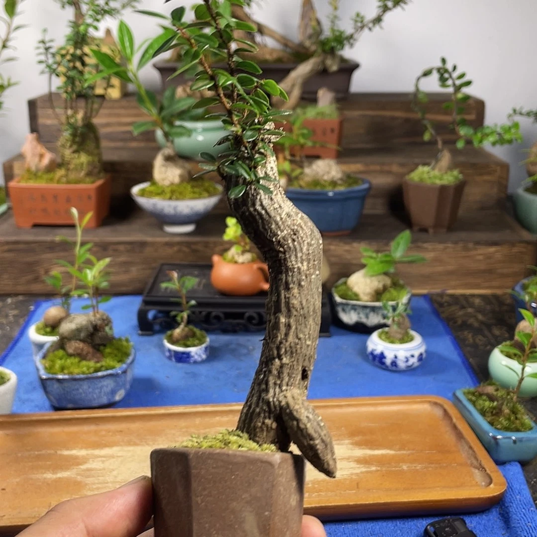 林***夕完全开放公司计划的细节设计