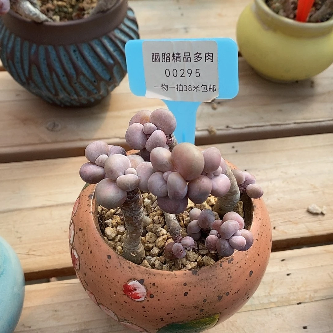 00295啊旅途楼下看