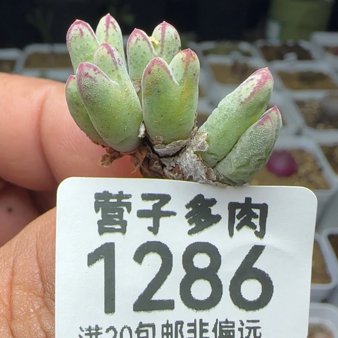 985猪蹄。  8头。