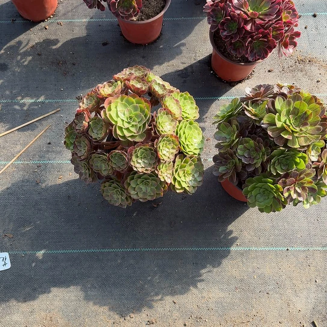 彭***林花月夜法师美美美两颗周正