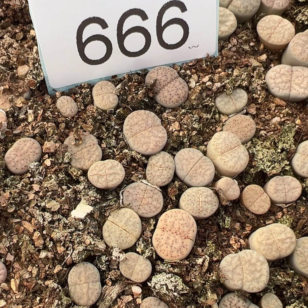 量拍血点朝贡2颗一组       666