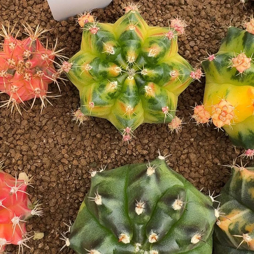 L104-1130广东发货 绿袖子