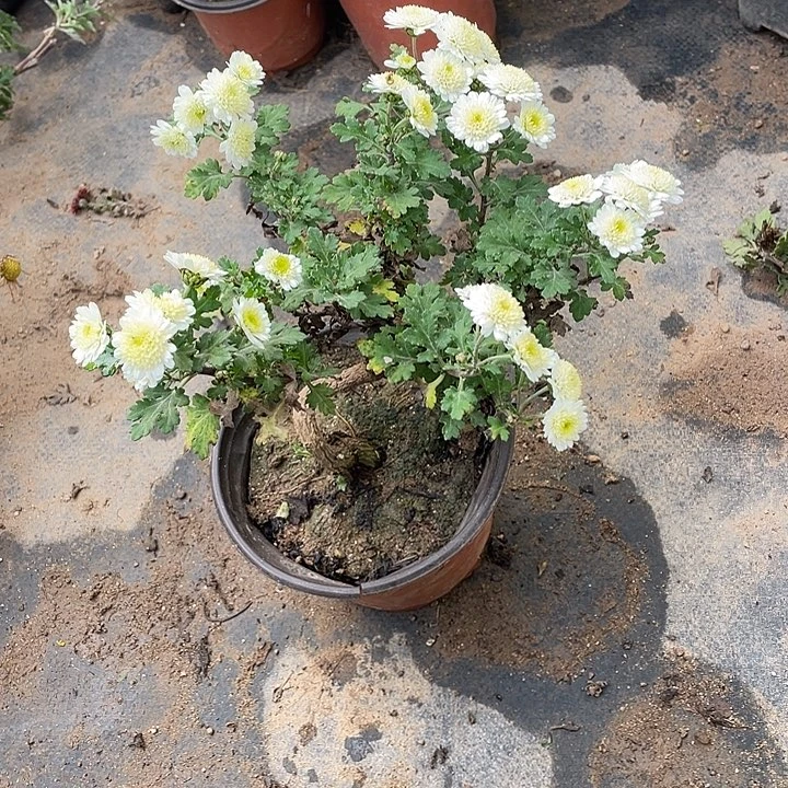 很***吖完全开放35菊花菊花菊花