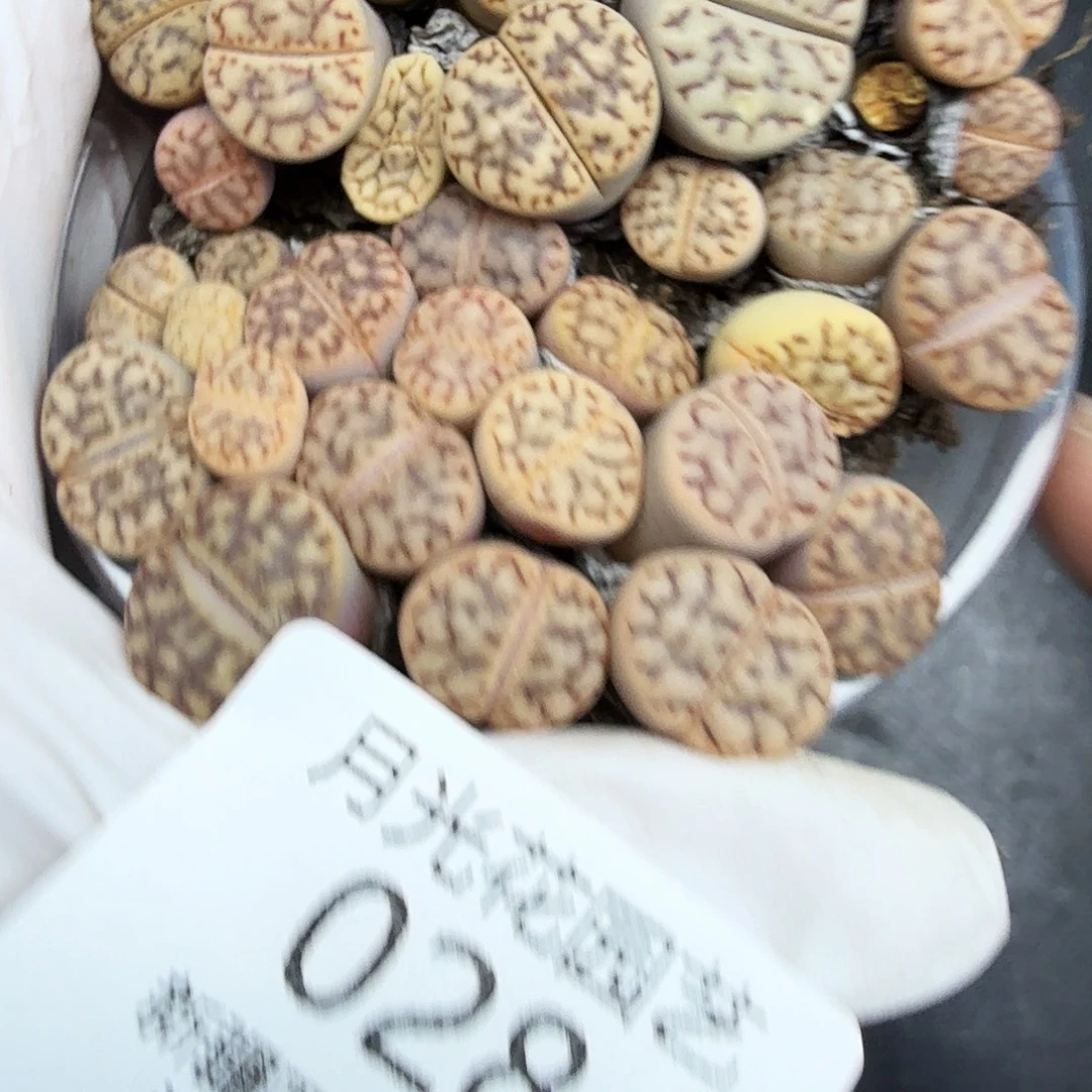 这个点睡起来都会梦的028是