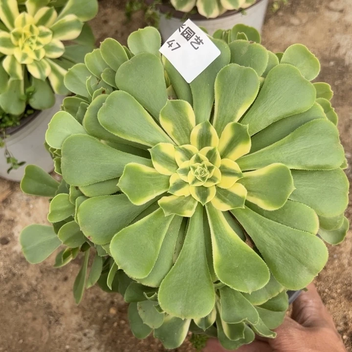 辛尼亚手捧多肉植物147